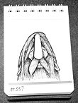 Daily Drawing 337